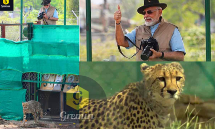 PM Modi Releases Cheetahs in Special Enclosure at Kuno National Park in MP on his birthday :